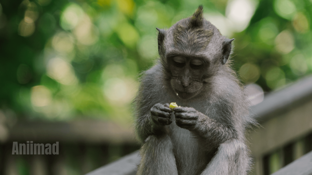 The Spiritual Meaning of a Monkey