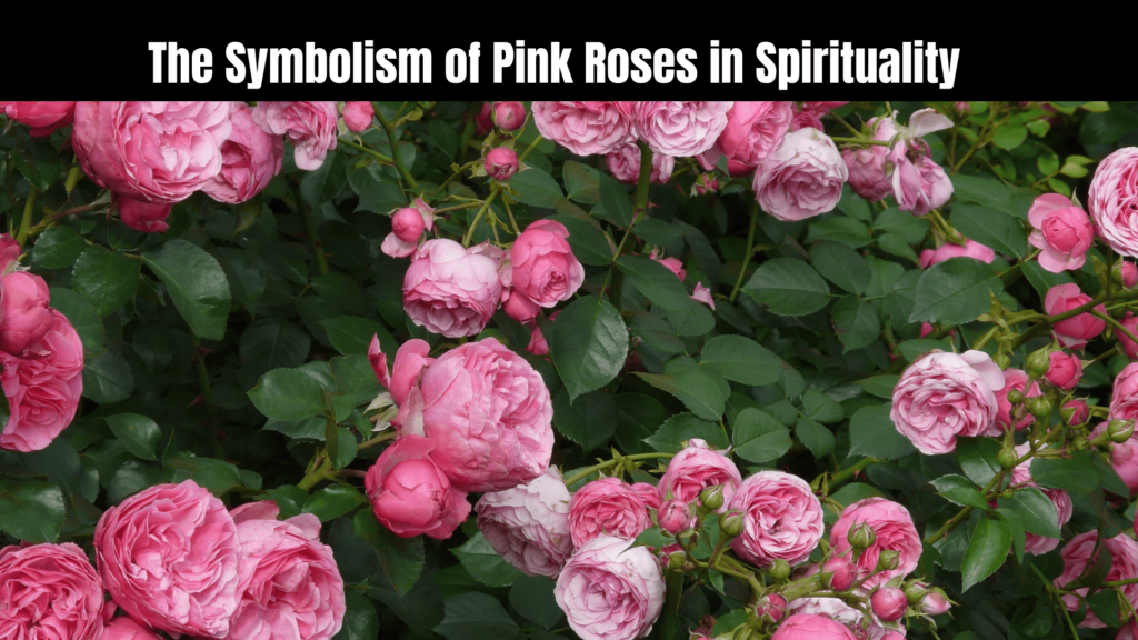 The Spiritual Meaning of Pink Roses