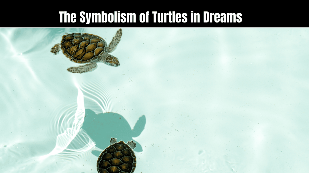 Spiritual Meaning of Turtles in Dreams