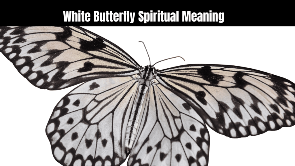 White Butterfly Spiritual Meaning