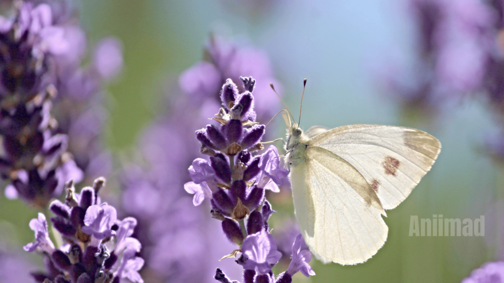 White Butterfly Spiritual Meaning