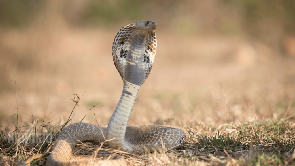 White Snake Spiritual Meaning