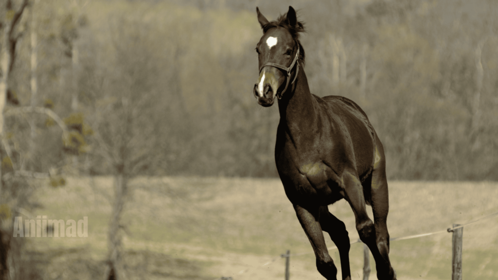 Spiritual Meaning of Black Horse