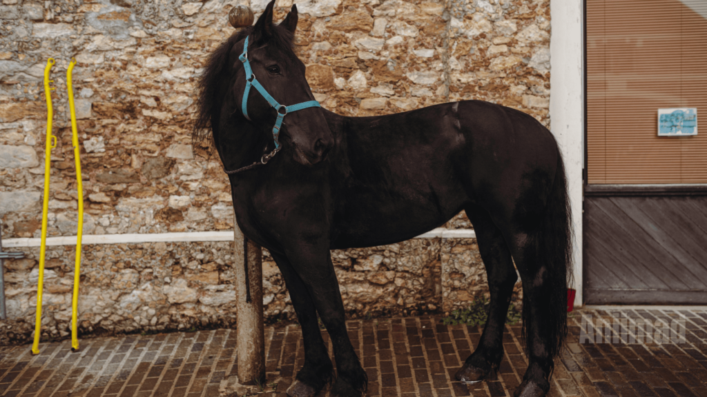 Spiritual Meaning of Black Horse