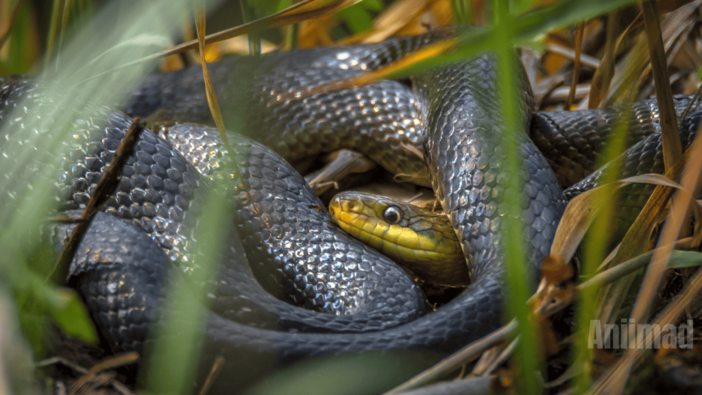 10 Spiritual Meanings of Black Snake