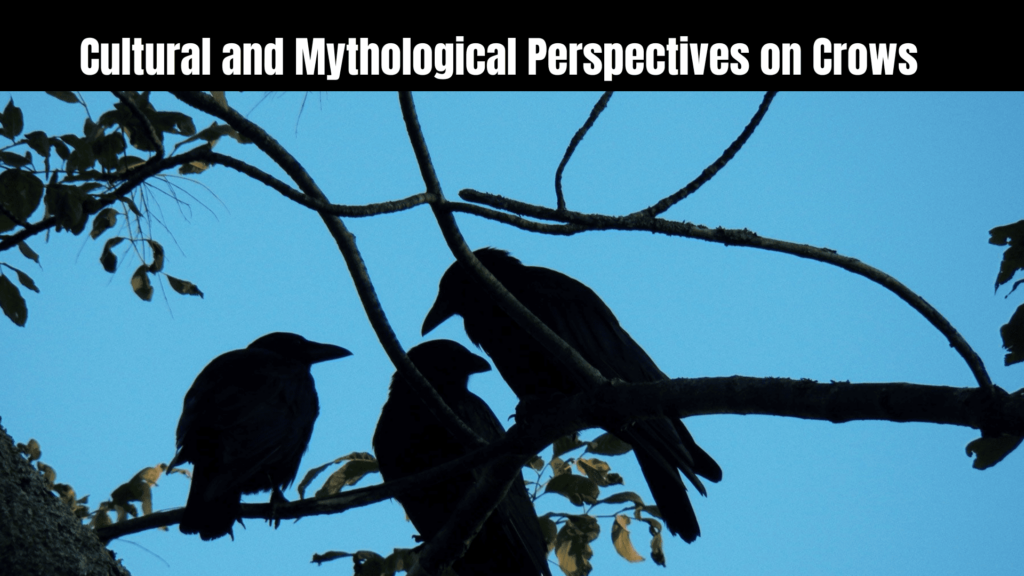 Seeing 6 Crows Spiritual Meaning