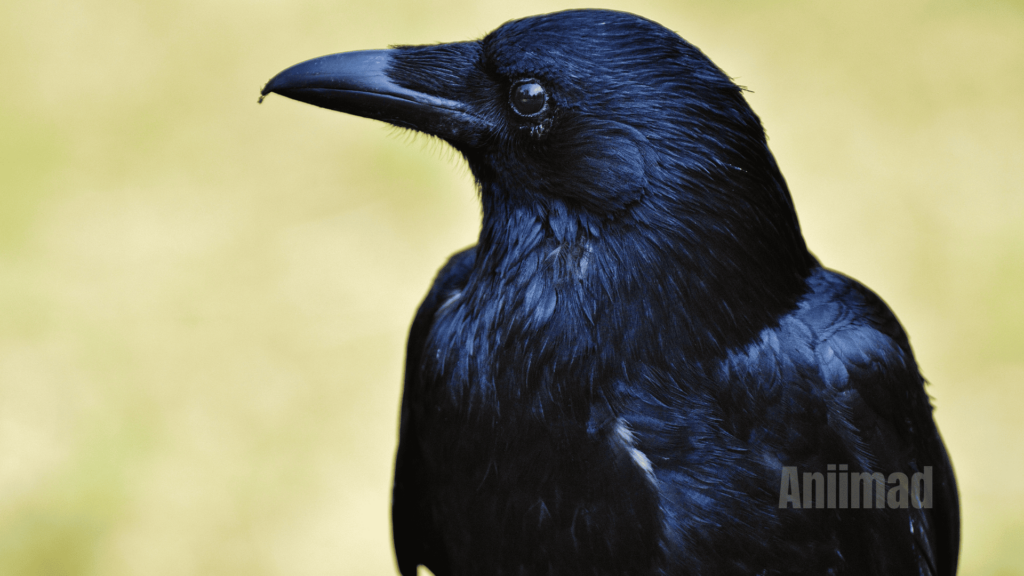 Seeing 6 Crows Spiritual Meaning