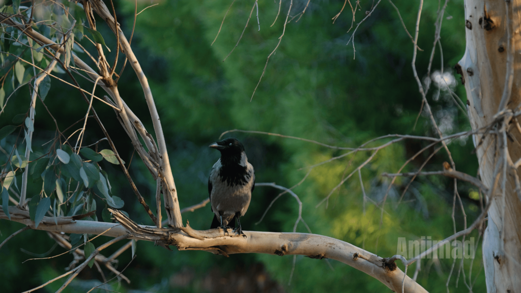 Seeing 6 Crows Spiritual Meaning