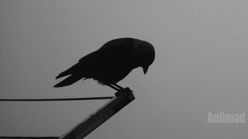 Seeing 6 Crows Spiritual Meaning