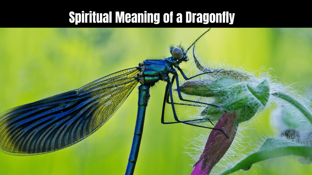 Spiritual Meaning of a Dragonfly