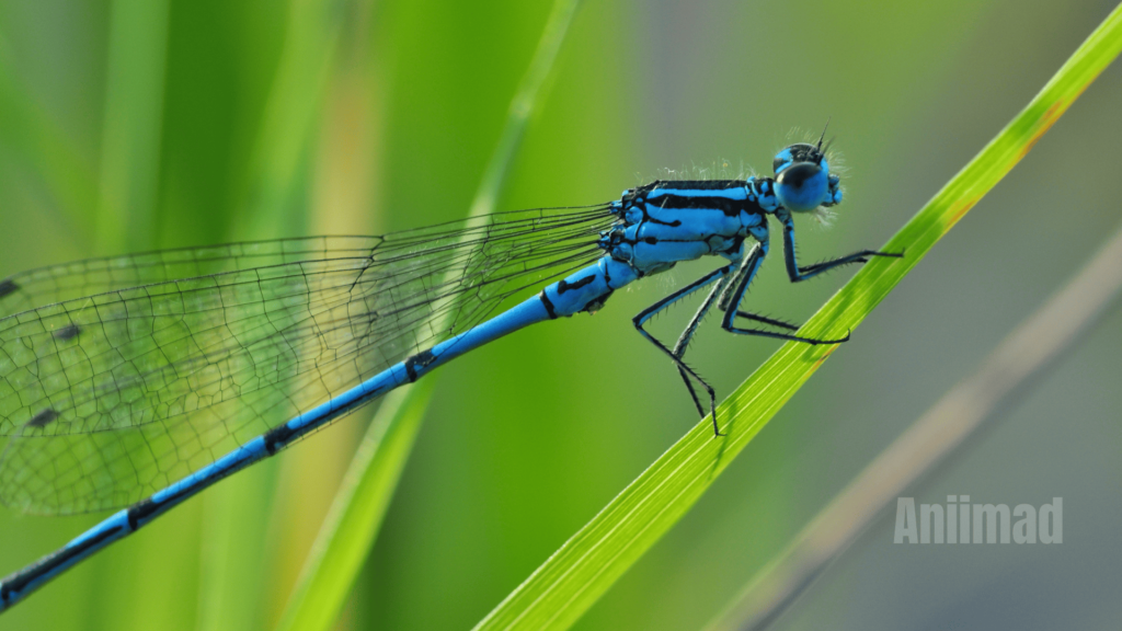 Spiritual Meaning of a Dragonfly