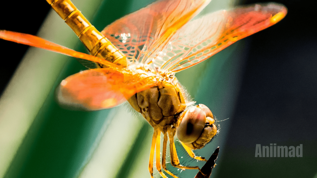 Spiritual Meaning of a Dragonfly