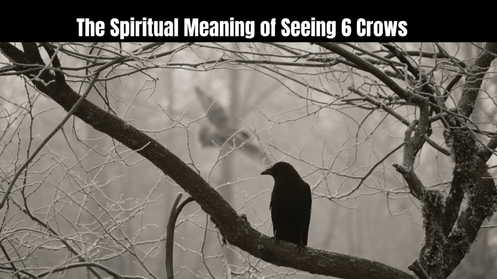 Seeing 6 Crows Spiritual Meaning