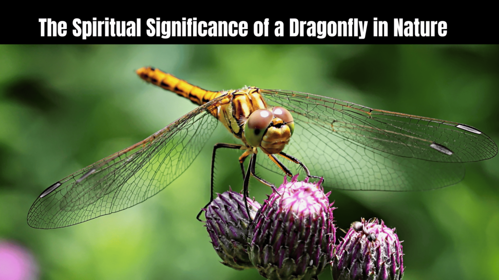 Spiritual Meaning of a Dragonfly