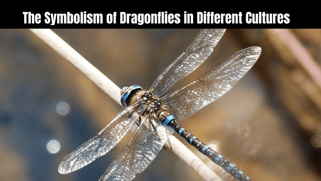 Spiritual Meaning of a Dragonfly