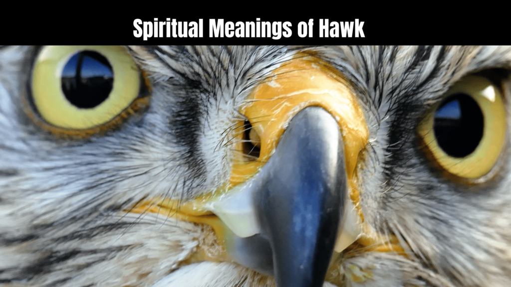 Spiritual Meanings of Hawk