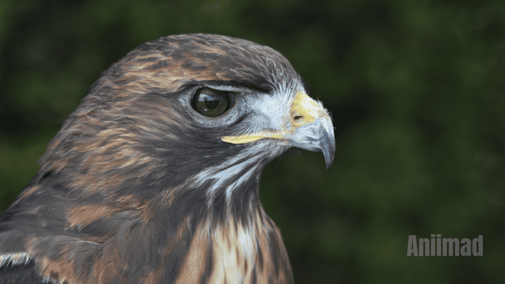 Spiritual Meanings of Hawk