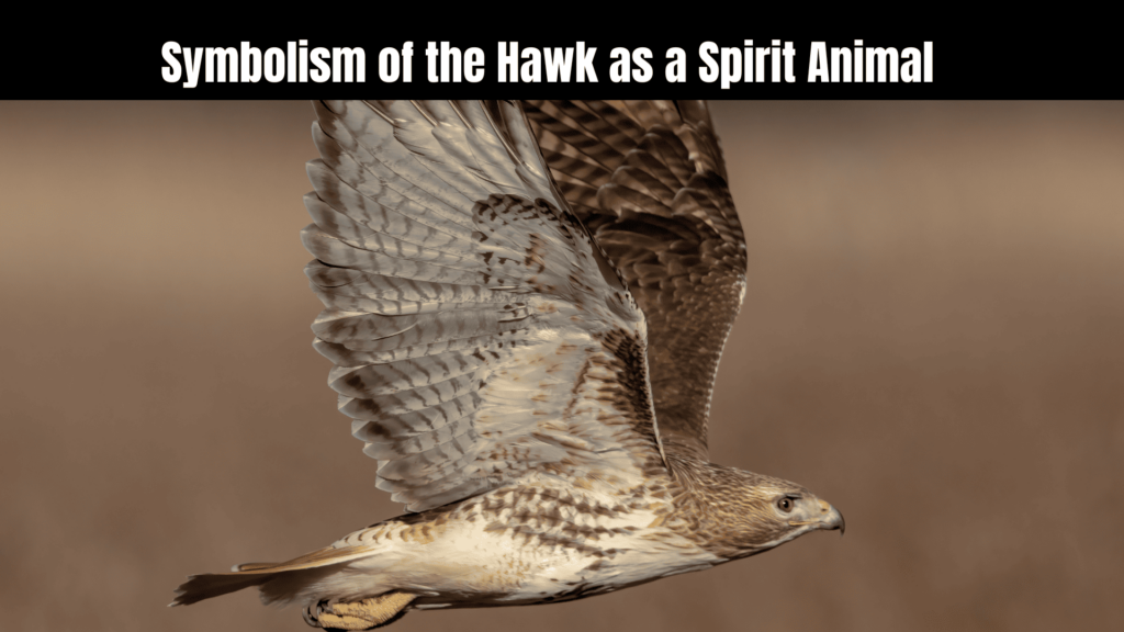 Spiritual Meanings of Hawk