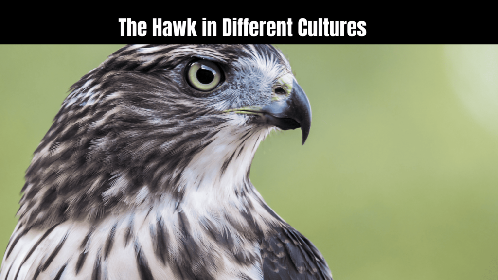 Spiritual Meanings of Hawk