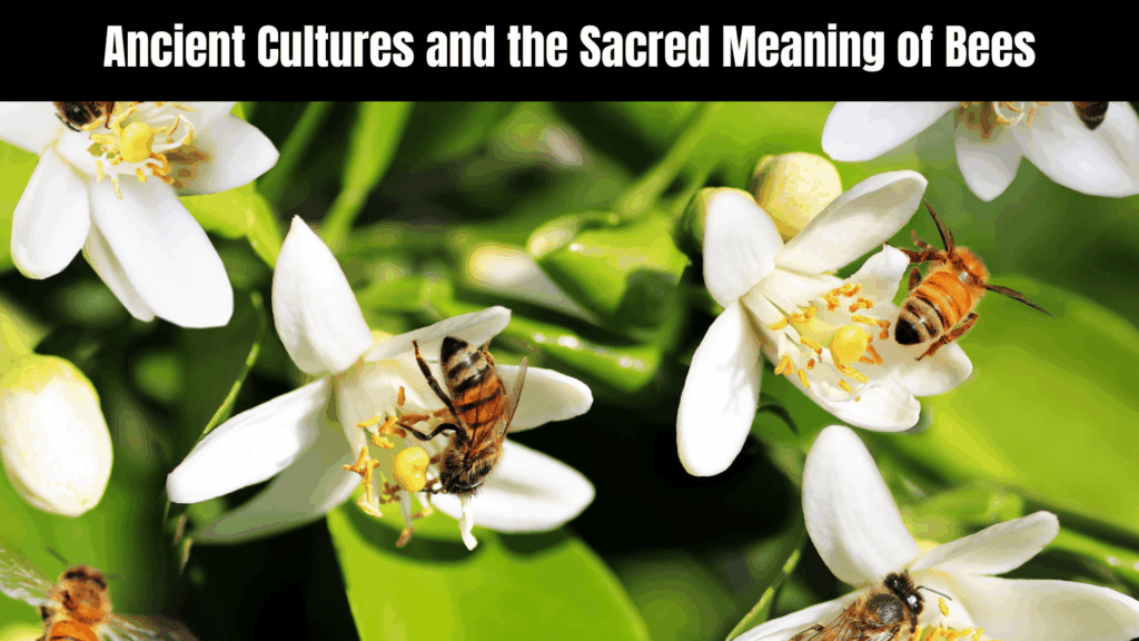 Spiritual Meaning of Bees