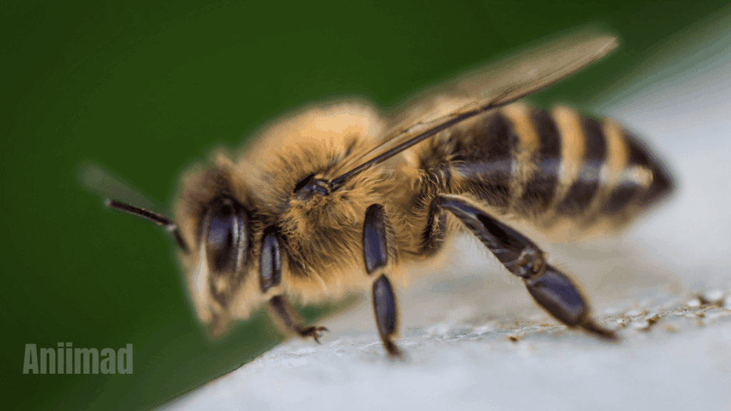 Spiritual Meaning of Bees