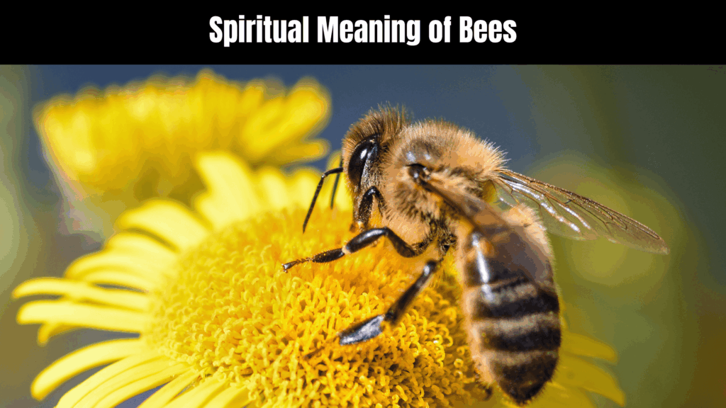 Spiritual Meaning of Bees