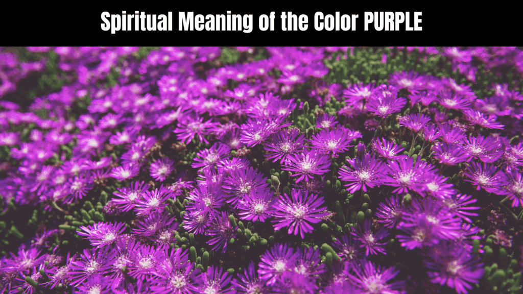 Spiritual Meaning of the Color PURPLE