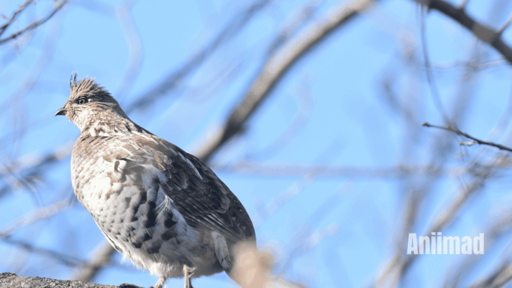 10 Powerful Spiritual Meanings of Grouse