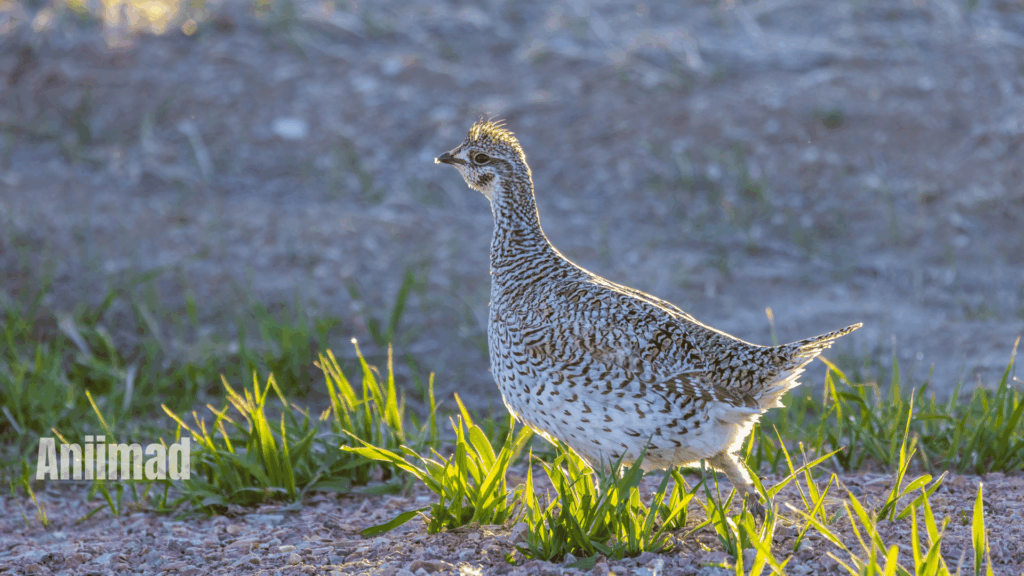 10 Powerful Spiritual Meanings of Grouse