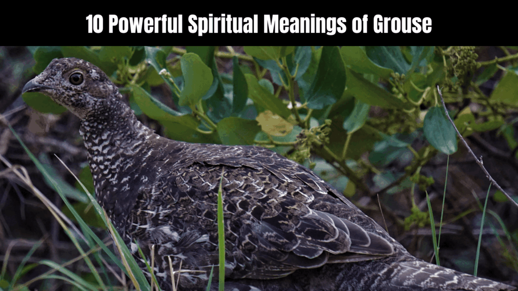10 Powerful Spiritual Meanings of Grouse