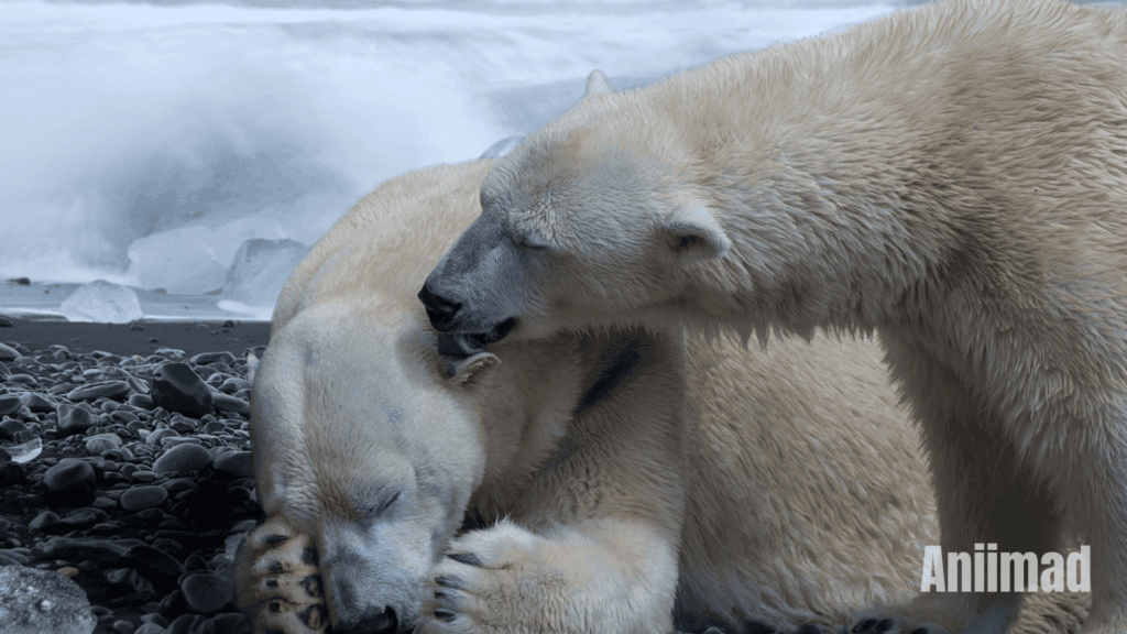 Animal Spiritual Meanings
