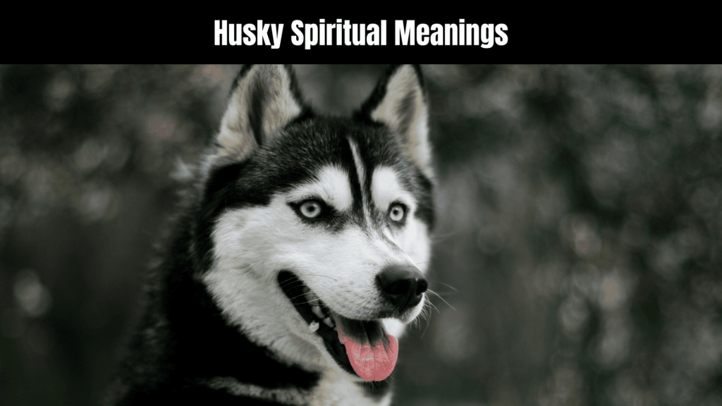 Husky Spiritual Meanings