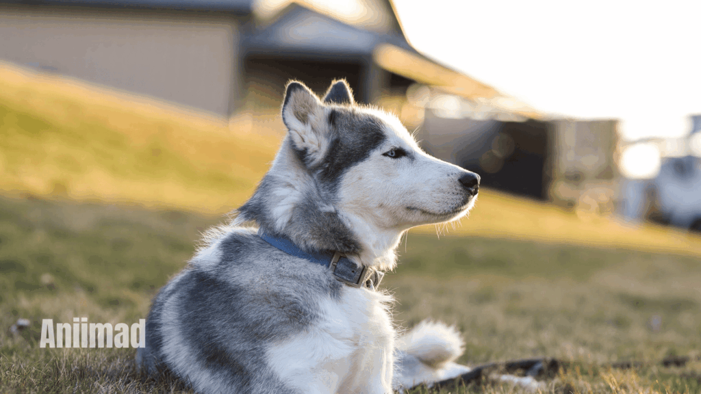 Husky Spiritual Meanings