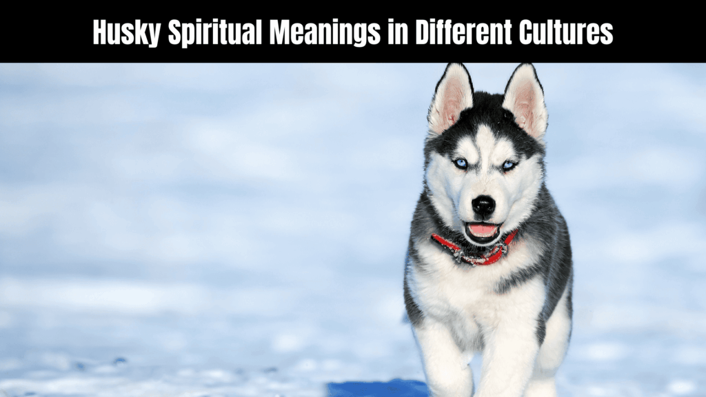 Husky Spiritual Meanings