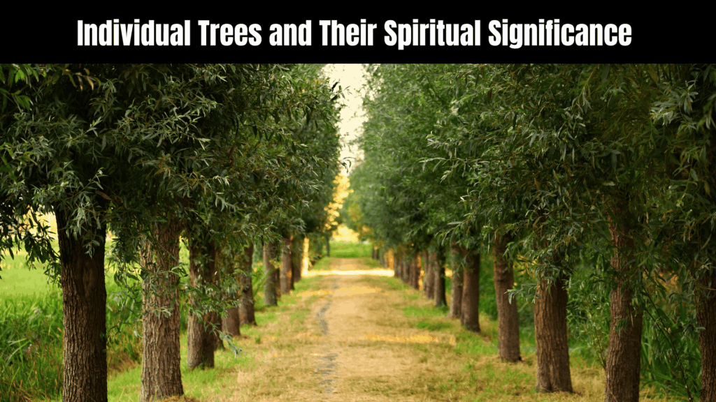 Spiritual Meanings of Trees