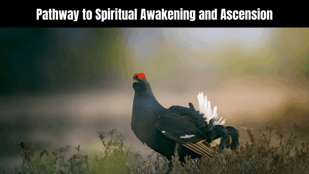 10 Powerful Spiritual Meanings of Grouse