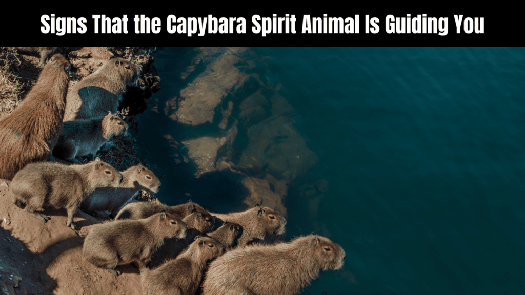 Spiritual Meanings of Capybara