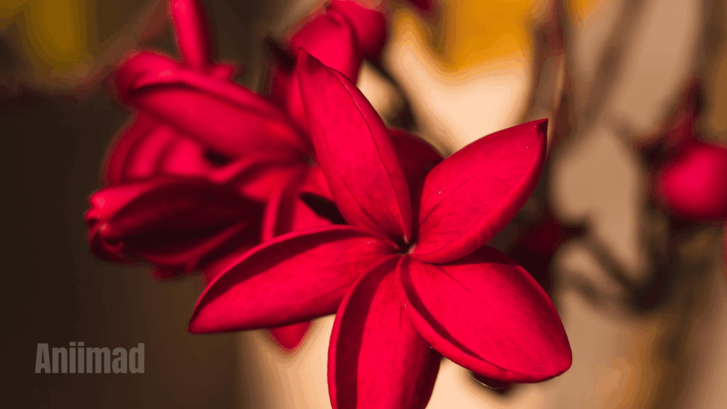 Spiritual Meaning of the Color Red