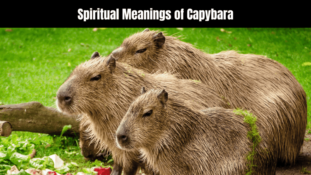 Spiritual Meanings of Capybara