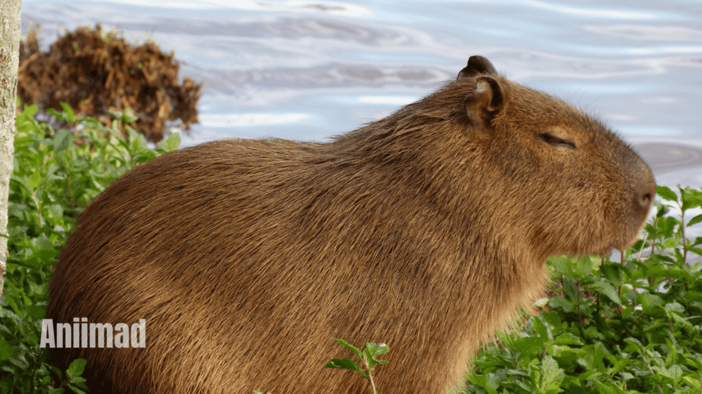 Spiritual Meanings of Capybara