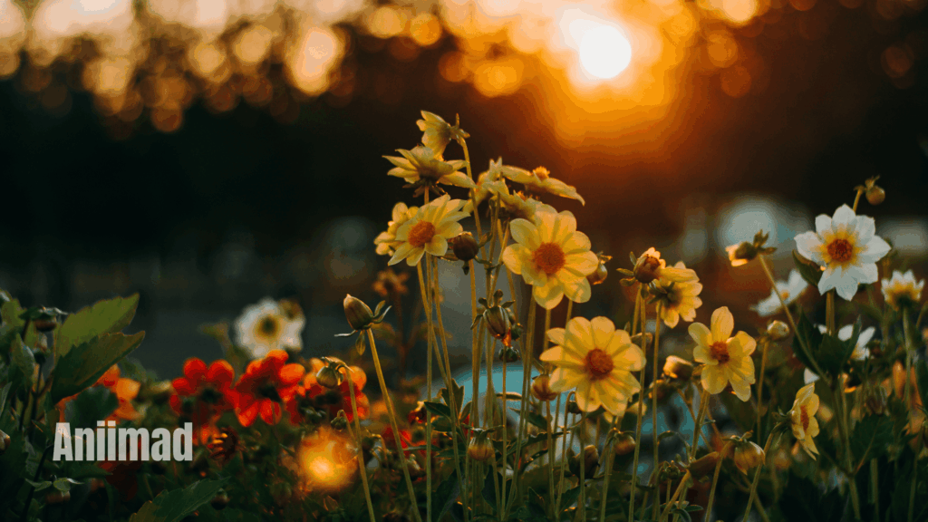 Spiritual Meanings of Flowers