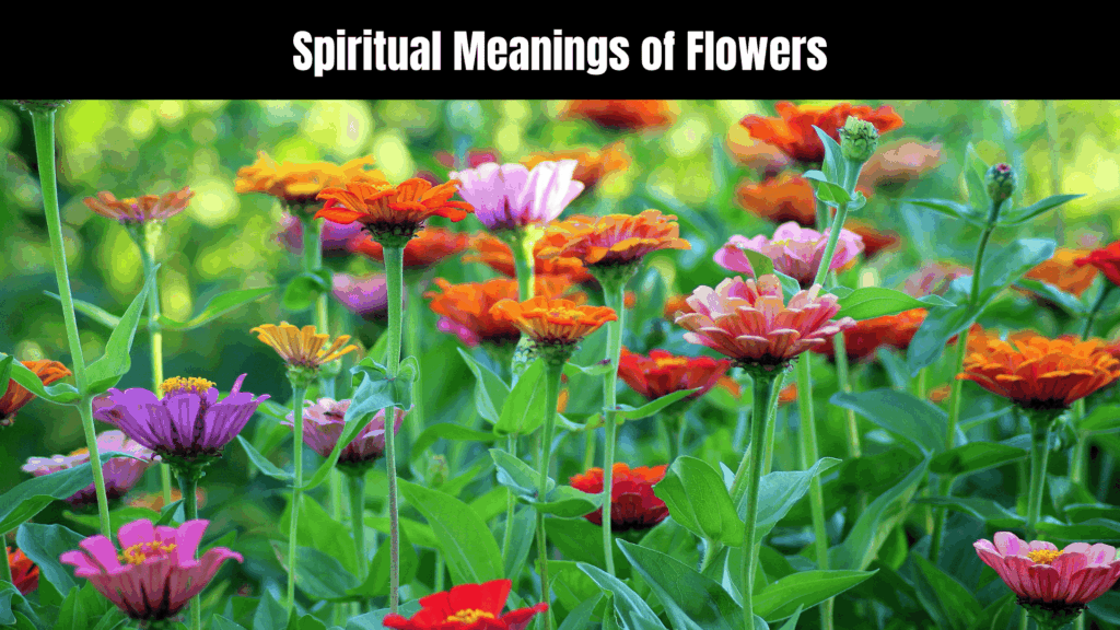 Spiritual Meanings of Flowers