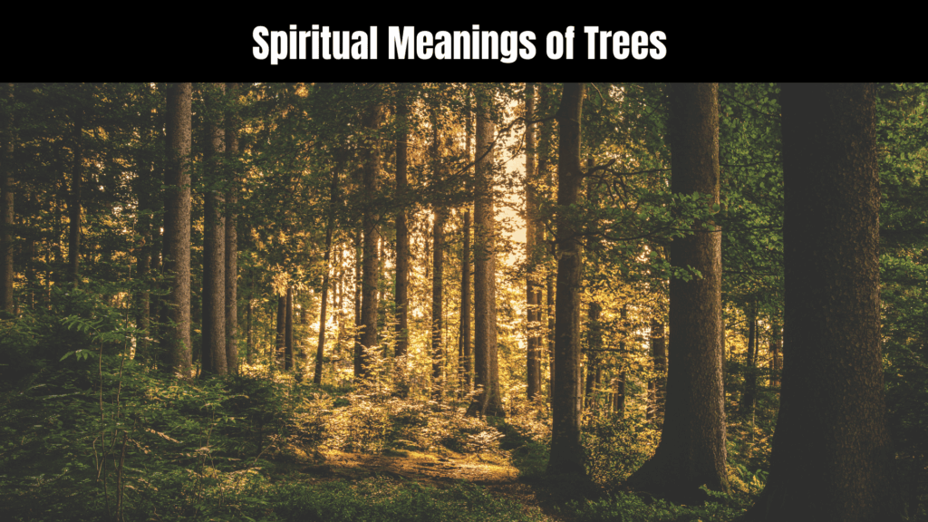 Spiritual Meanings of Trees
