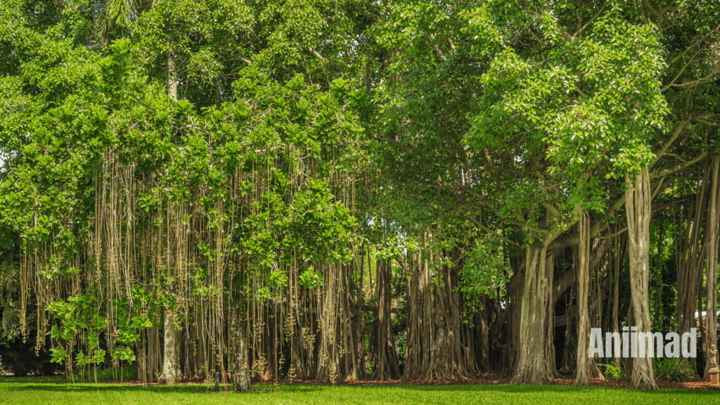 Spiritual Meanings of Trees