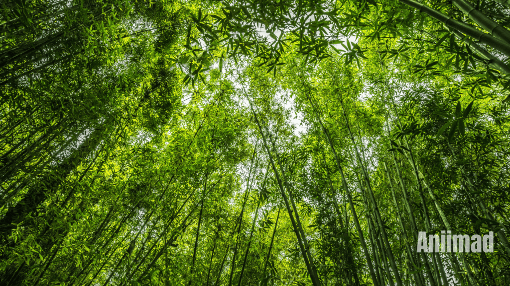 Spiritual Meanings of Trees