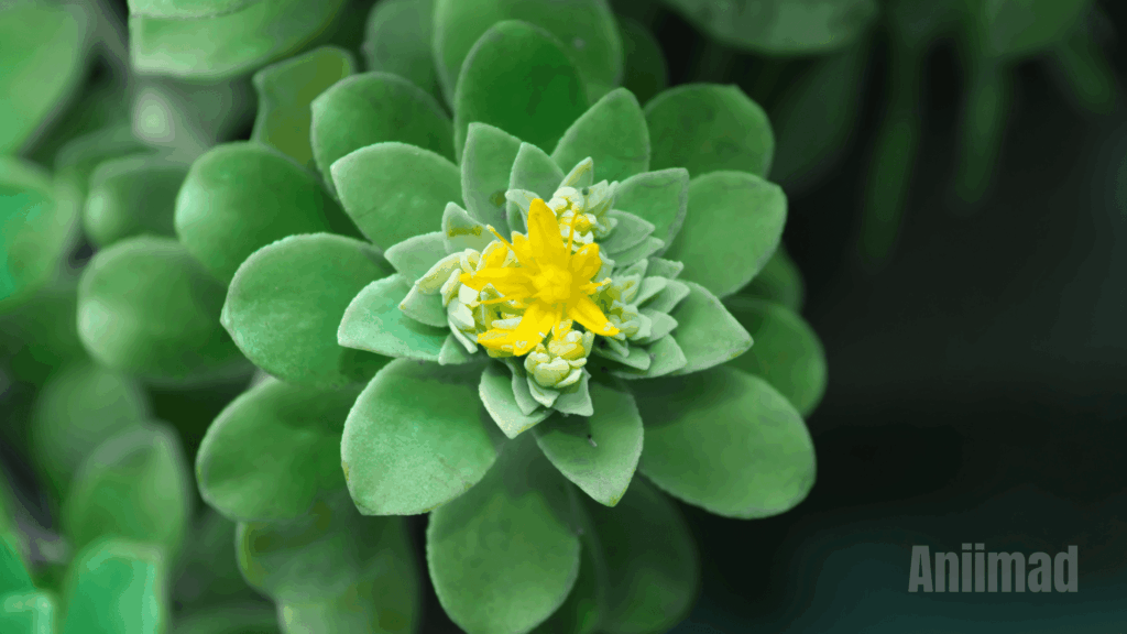 Spiritual meaning of the color green