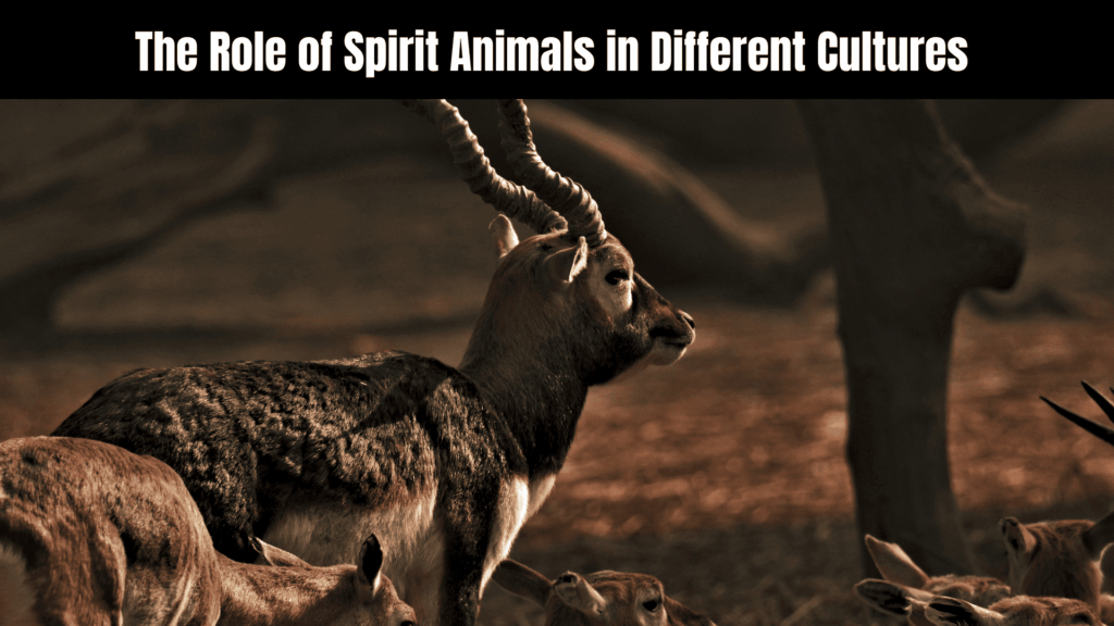 Animal Spiritual Meanings