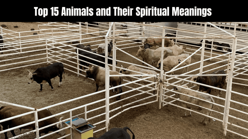 Animal Spiritual Meanings