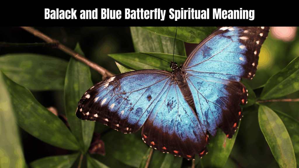 Balack and Blue Batterfly Spiritual Meaning