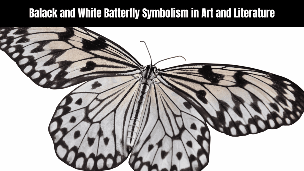 Balack and White Batterfly Spiritual Meaning